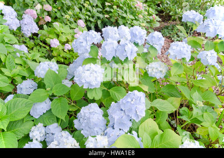 L'Hydrangea macrophylla Banque D'Images