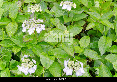 L'Hydrangea macrophylla Banque D'Images