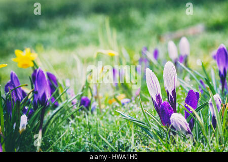 Fleurs de Printemps coloré sur l'herbe verte humide Banque D'Images