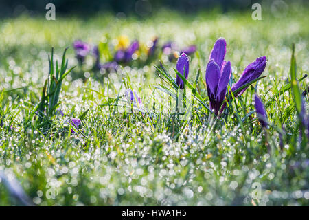 L'herbe brillante dans la rosée du matin avec fleurs Crocus Violet Banque D'Images