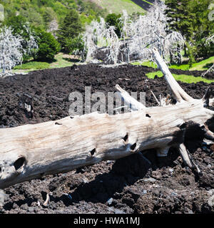 Voyage d'Italie - Arbre brûlé dans la coulée de lave pétrifié sur la pente de l'Etna en Sicile Banque D'Images