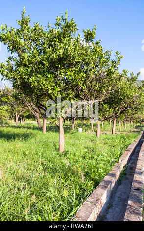 Le tourisme agricole en Italie - Les arbres dans un jardin en Sicile en journée d'été Banque D'Images