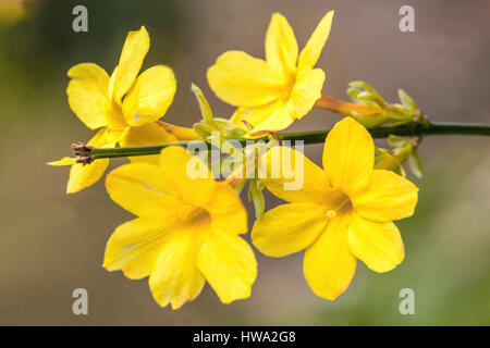 Jasminum nudiflorum Jasmin d'hiver, Banque D'Images