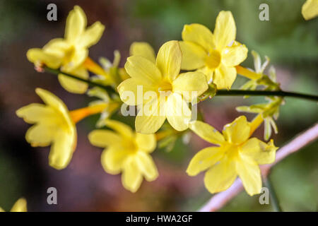 Jasminum nudiflorum Jasmin d'hiver, Banque D'Images