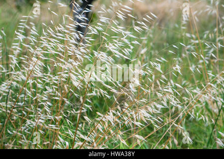 Voyage d'Italie - Panicules de Avena fatua (commun) sur l'avoine sauvage meadow en Sicile Banque D'Images