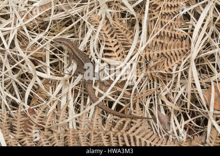 Lézard (Zootoca vivipara commun) en pèlerin de landes sèches à Surrey bracken Banque D'Images