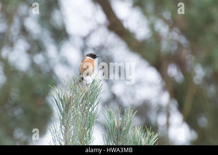 (Saxicola torquata stonechat mâle) perché sur le haut d'un pin à Surrey, UK Banque D'Images