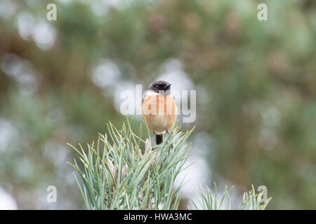 (Saxicola torquata stonechat mâle) perché sur le haut d'un pin à Surrey, UK Banque D'Images