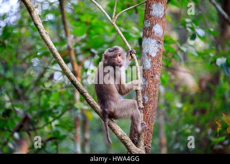 L'Inde, l'Etat de Tripura, à queue de cochon du macaque (Macaca leonina) Banque D'Images