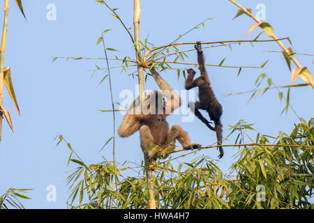 L'Inde, l'Etat de Tripura, sanctuaire de faune de Gumti furent mises, Western hoolock gibbon hoolock hoolock (), femelle adulte avec bébé Banque D'Images