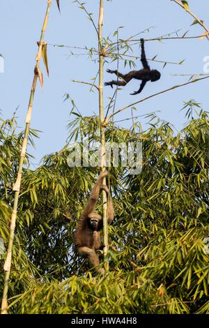 L'Inde, l'Etat de Tripura, sanctuaire de faune de Gumti furent mises, Western hoolock gibbon hoolock hoolock (), femelle adulte avec bébé Banque D'Images