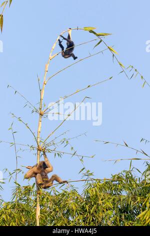 L'Inde, l'Etat de Tripura, sanctuaire de faune de Gumti furent mises, Western hoolock gibbon hoolock hoolock (), femelle adulte avec bébé Banque D'Images