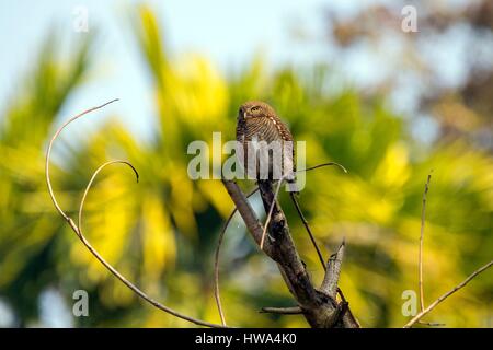 L'Inde, l'Etat de Tripura, asiatique interdit owlet (Glaucidium cuculoides), perché sur un arbre Banque D'Images