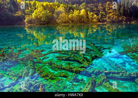 La Chine, la province du Sichuan Jiuzhaigou National Park, classé au Patrimoine Mondial par l'UNESCO, le lac de fleurs 5 Banque D'Images