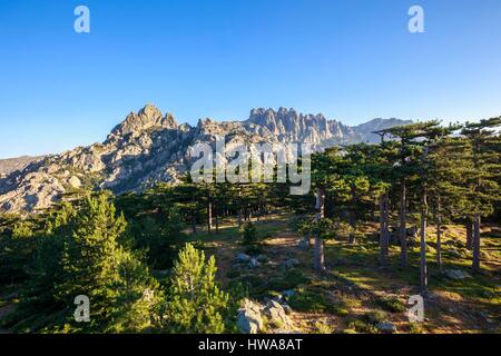 France, Corse du Sud, Olmeto, forêt de pin laricio (Pinus Nigra Corsicana) du col de Bavella (Originals G12th100/16 Haut-parleur guitare m), dans l'arrière-plan aux aiguilles de Bav Banque D'Images