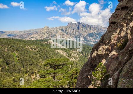 France, Corse du Sud, l'Alta Rocca, Quenza, forêt de pin laricio (Pinus Nigra Corsicana) du col de Bavella, dans l'arrière-plan aux aiguilles de Banque D'Images