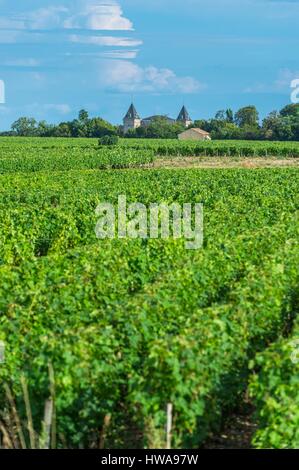 France, Gironde, Saint-Estèphe, vignoble Médocain, AOC Saint-estèphe Banque D'Images