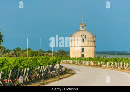 France, Gironde, Pauillac, Château Latour, vignoble de 90 hectares (AOC Pauillac) Banque D'Images