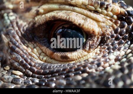 L'Indonésie, à l'Est de Nusa Tenggara, Rinca Island, le Parc National de Komodo classé au Patrimoine Mondial de l'UNESCO, l'oeil d'un Dragon de Komodo (Varanus komodoensis) Banque D'Images