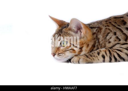 Bengal chat (Felis silvestris catus) Banque D'Images