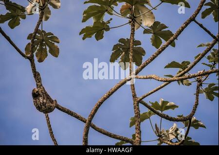 France, Guyane, Cayenne, Aï ou paresseux tridactyle (Bradypus tridactylus) au sommet d'une feuille d'pumpwood-bouclier (Cecropia peltata) sur le chemin de Rorota Banque D'Images