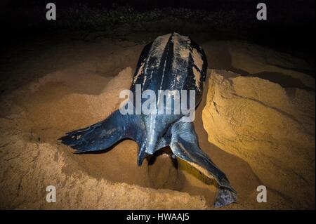 France, Guyane, Cayenne, Macouria, plage de nidification nocturne d'une femelle tortue luth (Dermochelys coriacea) Banque D'Images