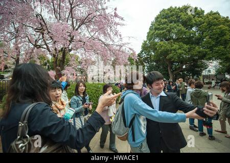 Japon, Tokyo, les cerisiers en fleurs sont presque mais pas tout à fait en pleine floraison le long de la rivière Takase mais ils n'arrêtent de se rendre compte de leurs résidents, éthérée Banque D'Images