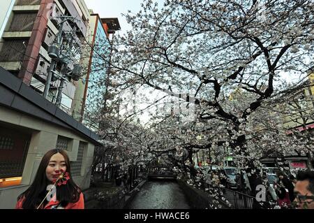 Le Japon, Honshu, Kyoto, les fleurs de cerisier sont presque mais pas tout à fait en pleine floraison le long de la rivière Takase mais ils résidents dont stop à Kyoto, le Japon de l'ouest, Banque D'Images