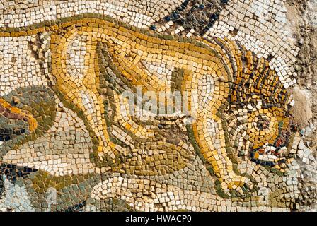 La Tunisie, région du Nord-Ouest, ruines romaines de Bulla Regia, nouvelle maison de chasse, mosaïque, mosaïque lion Banque D'Images