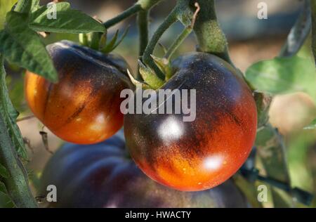 La France, Var, Le Beausset, Bruno Fournier, tomates Banque D'Images