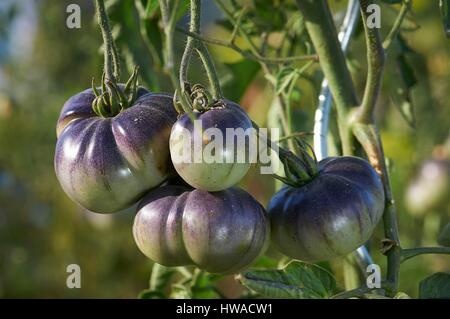 La France, Var, Le Beausset, Bruno Fournier, tomates Banque D'Images