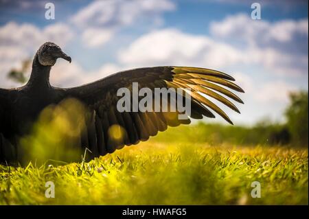 United States, Florida, urubu noir (Coragyps atratus) sécher ses plumes au soleil dans le parc national des Everglades Banque D'Images