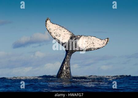 Madagascar, l'île de Sainte Marie, la nageoire caudale de baleine à bosse (Megaptera novaeangliae) au chant, à l'extérieur de l'île de Sainte-Marie, Madagascar Eas Banque D'Images