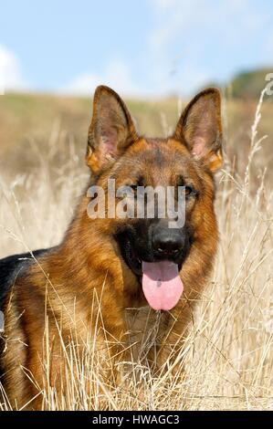 Berger Allemand (Canis lupus familiaris) Banque D'Images