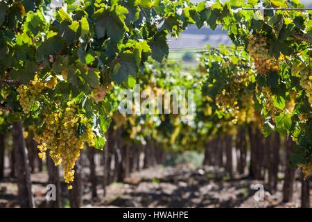 Le Chili, la Vallée d'Elqui, El Tambo, vignoble de raisins utilisés dans la production de pisco Banque D'Images