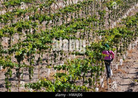 Le Chili, la Vallée d'Elqui, El Tambo, vignoble de raisins utilisés dans la production de pisco Banque D'Images