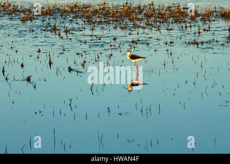 France, Morbihan, Golfe du Morbihan, Parc Naturel Régional du Golfe du Morbihan, Sarzeau, Suscinio, oiseau dans une zone marécageuse Banque D'Images