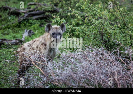 Jeune Hyène tachetée dans Kruger National Park, Afrique du Sud. Banque D'Images