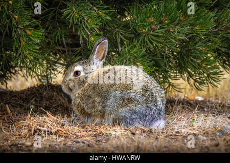 Lapin à queue blanche à côté d'un pin avec des gouttes de pluie sur sa fourrure. la faune. ferme après la pluie. Banque D'Images