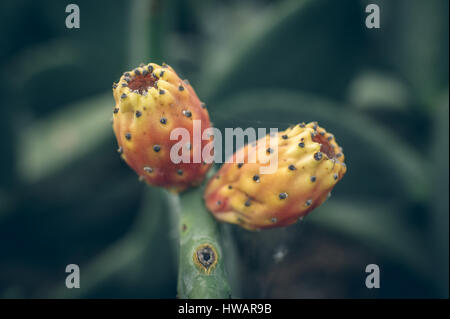 Oponce rouge bourgeons dans la lumière du soleil pommelé à Gran Canaria, Îles Canaries, Espagne Banque D'Images