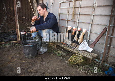 Krasnodar, Russie - 4 mars, 2017 : Fédération de boucher le tuyau fume après un abattage d'un taureau. Ax et bull stand sabots sur le vieux banc en bois n Banque D'Images