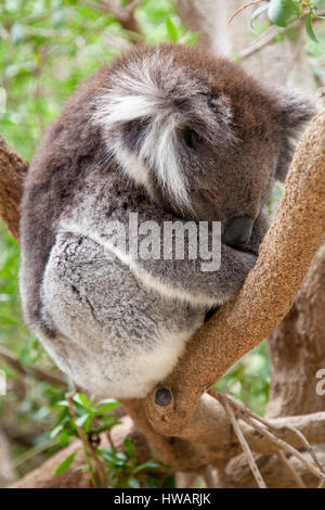 Koala dans l'arbre du sommeil Banque D'Images