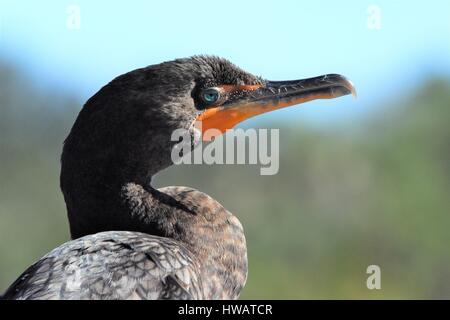 Au Cormorant Caye verte Nature Centre Boynton Beach en Floride Banque D'Images