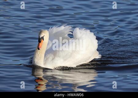 Un gracieux Cygne tuberculé (Cygnus olor) nager sur un lac Banque D'Images