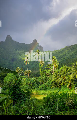 Arc-en-ciel sur l'île de Moorea, jungle et montagnes paysage. Polynésie Française Banque D'Images