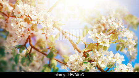 Apple Blossoms blanc sur une branche dans un beau ciel bleu avec du soleil Banque D'Images