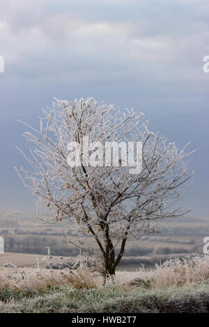 Frosty Trees Wooton St Lawrence Hampshire Angleterre Banque D'Images