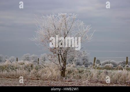 Frosty Trees Wooton St Lawrence Hampshire Angleterre Banque D'Images