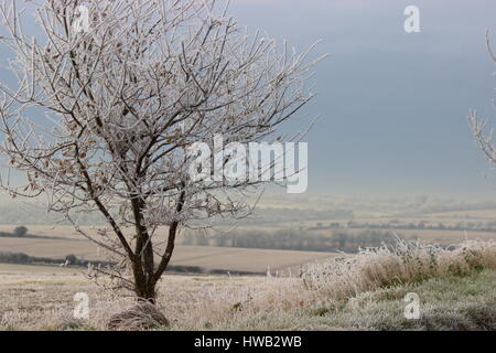 Frosty Trees Wooton St Lawrence Hampshire Angleterre Banque D'Images