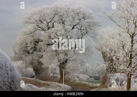 Frosty Trees Wooton St Lawrence Hampshire Angleterre Banque D'Images